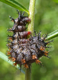 Eastern Buck Moth
